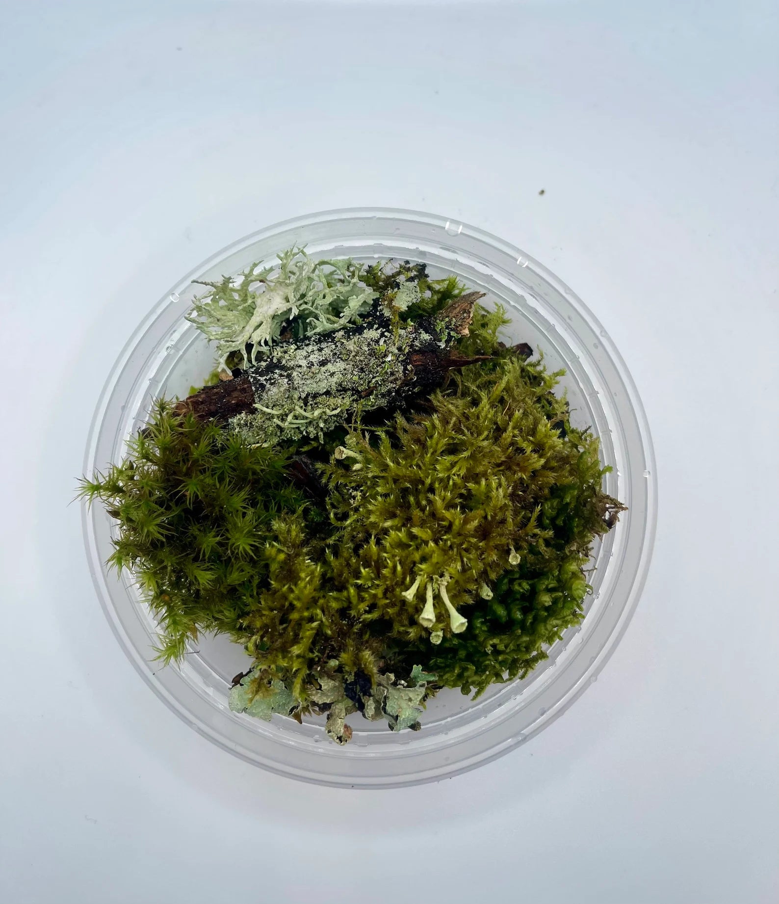 Mini Fairy Garden Live Moss and Lichen Mix – PacificMossWest