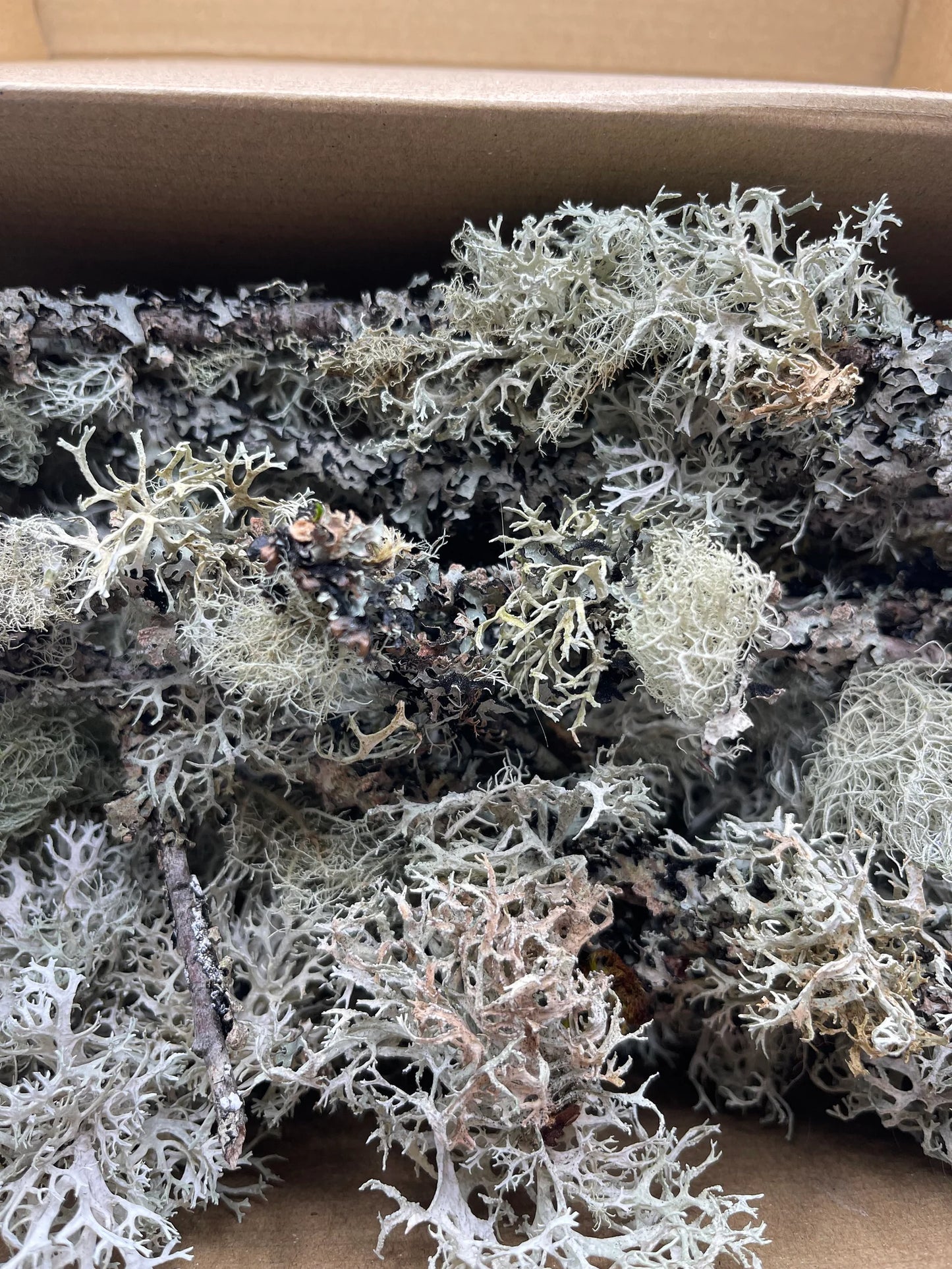 9x6 Box Full of Dry Usnea Lichen