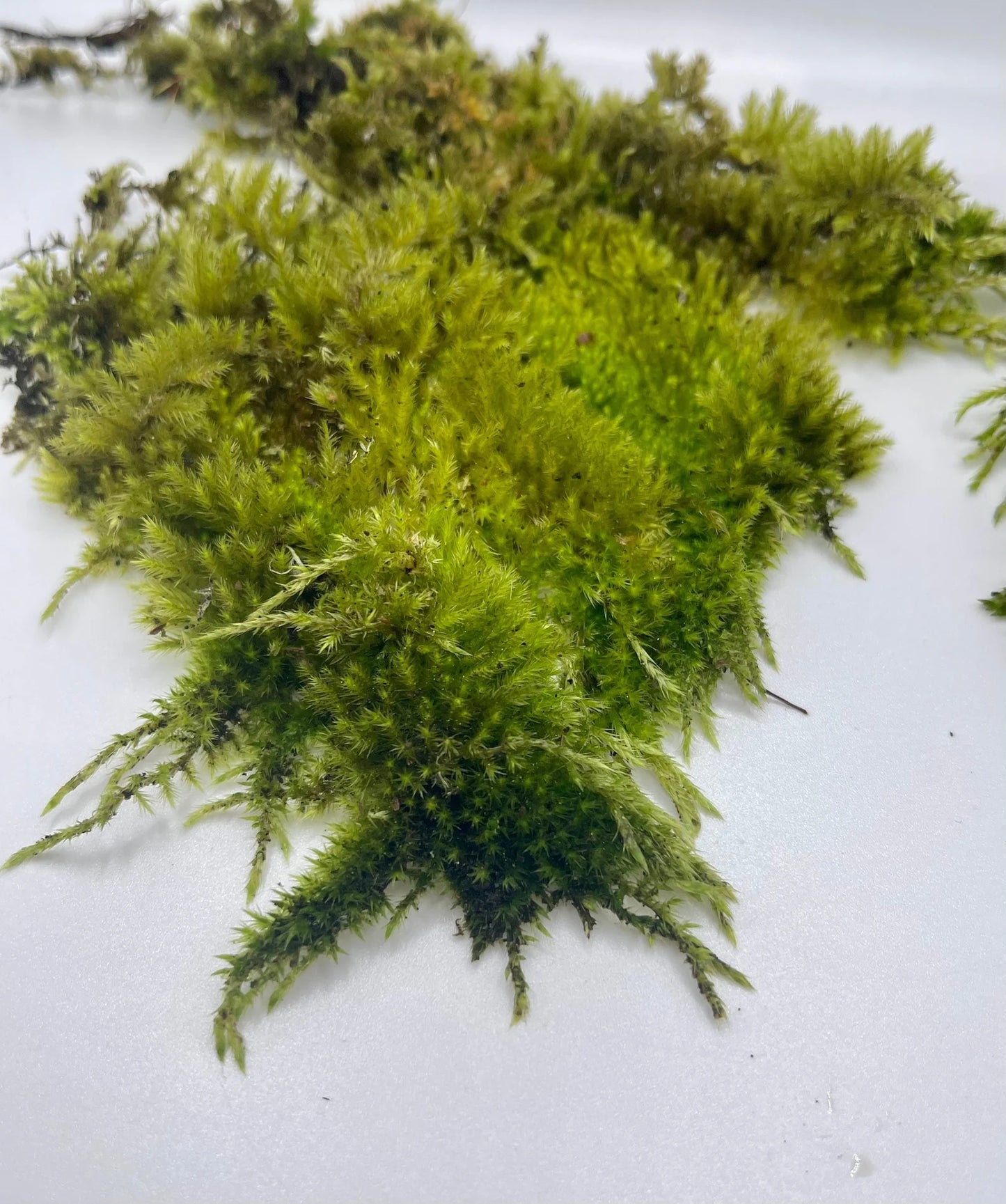 Climbing Moss | Homalothecium Nuttallii