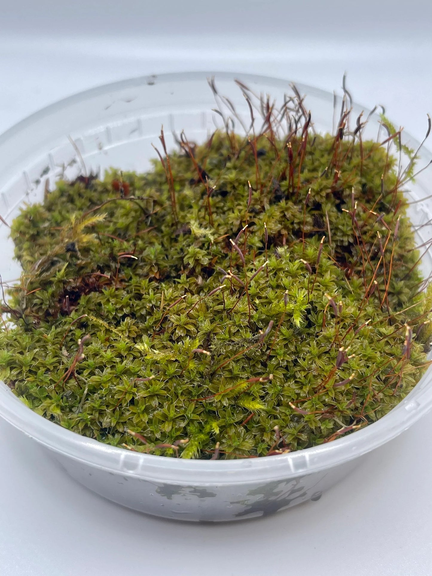 Star Moss Syntrichia Princeps