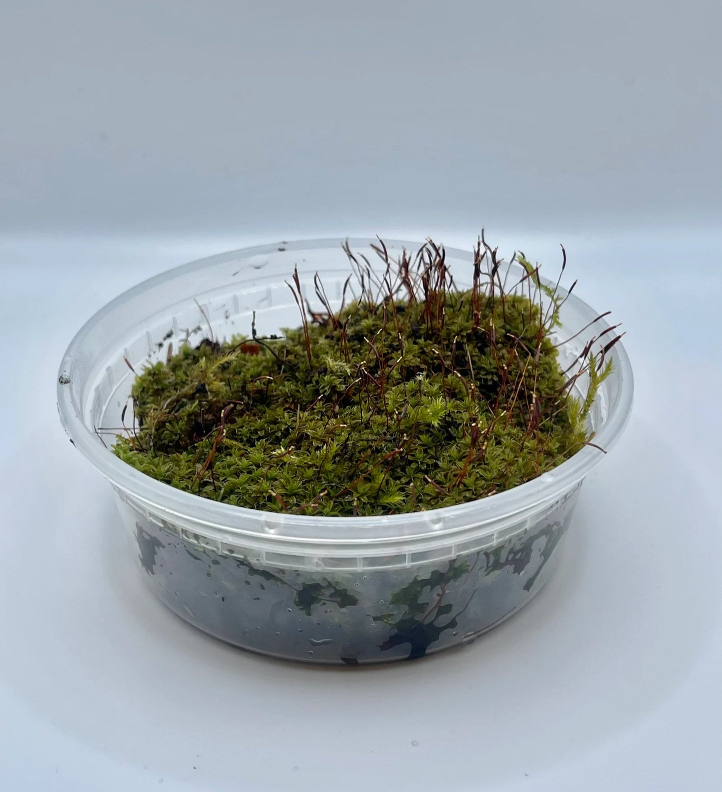 Star Moss Syntrichia Princeps