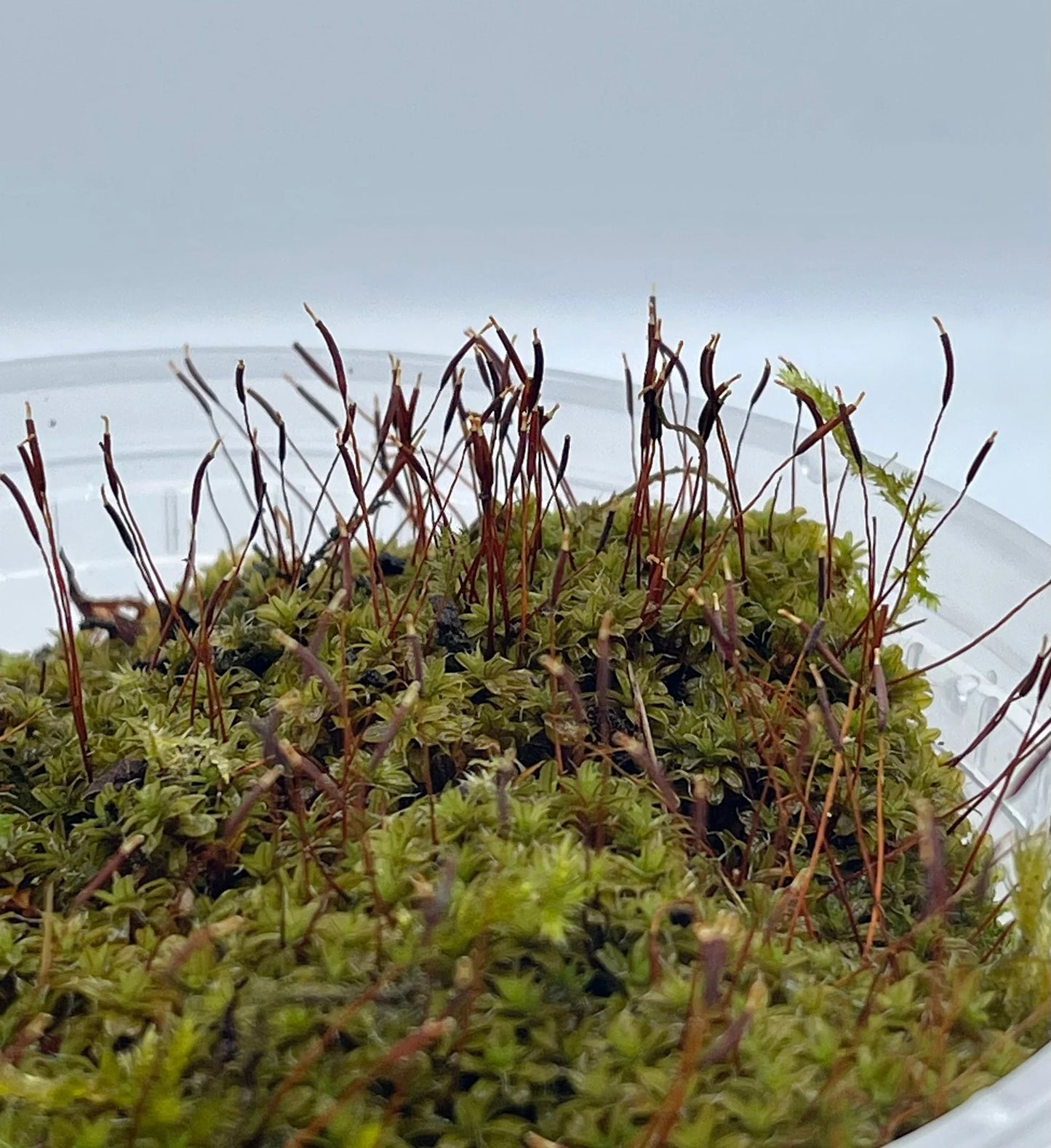 Star Moss Syntrichia Princeps