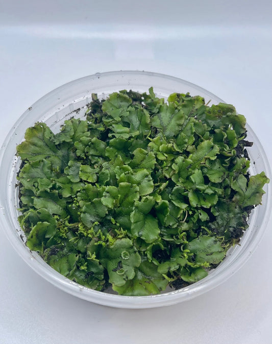 Large Leaved Thalloid Liverwort