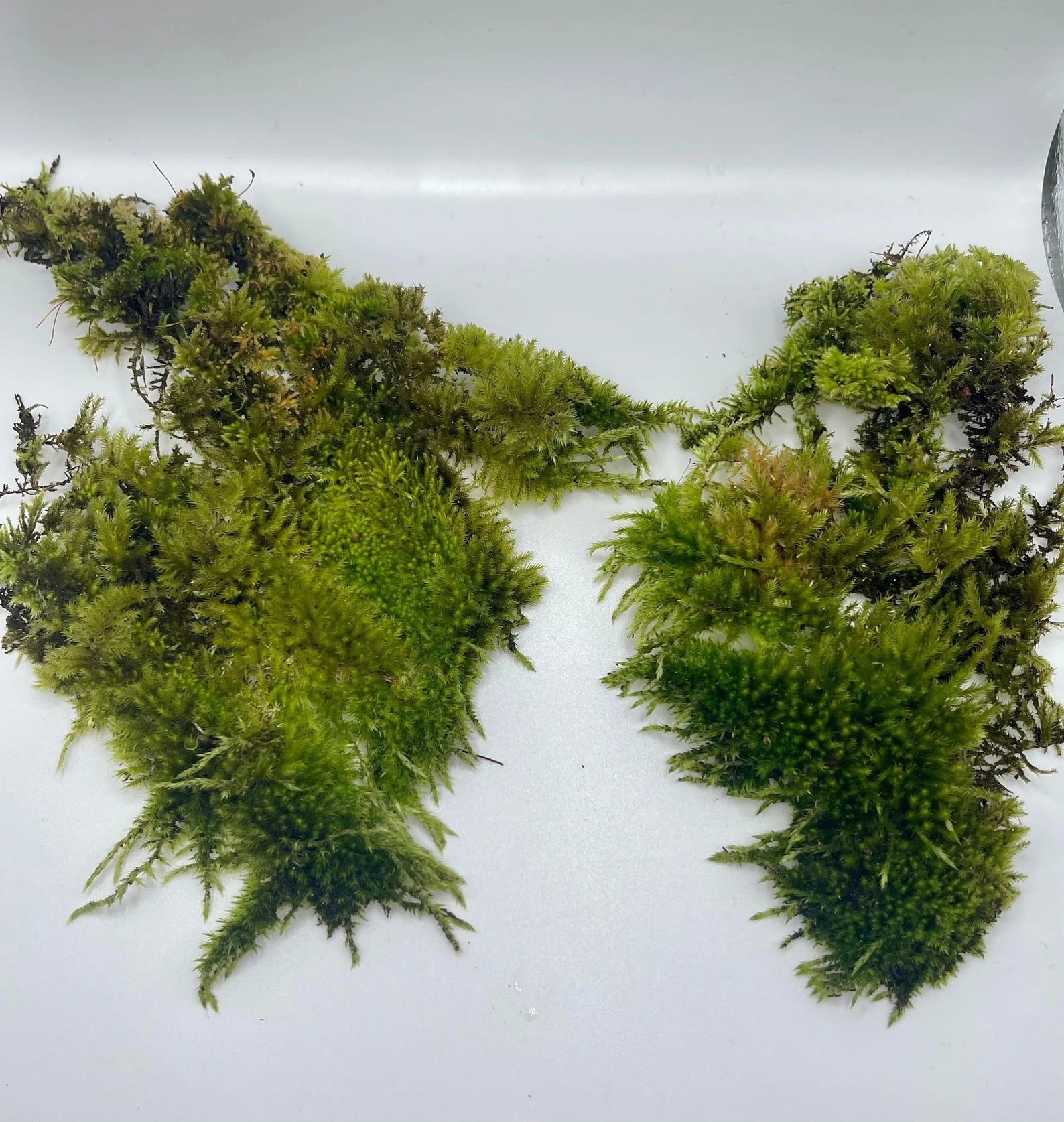 Climbing Moss | Homalothecium Nuttallii – PacificMossWest