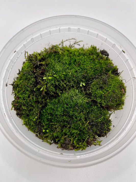 Moss Lawn Turf Moss | Acrocarpous Moss