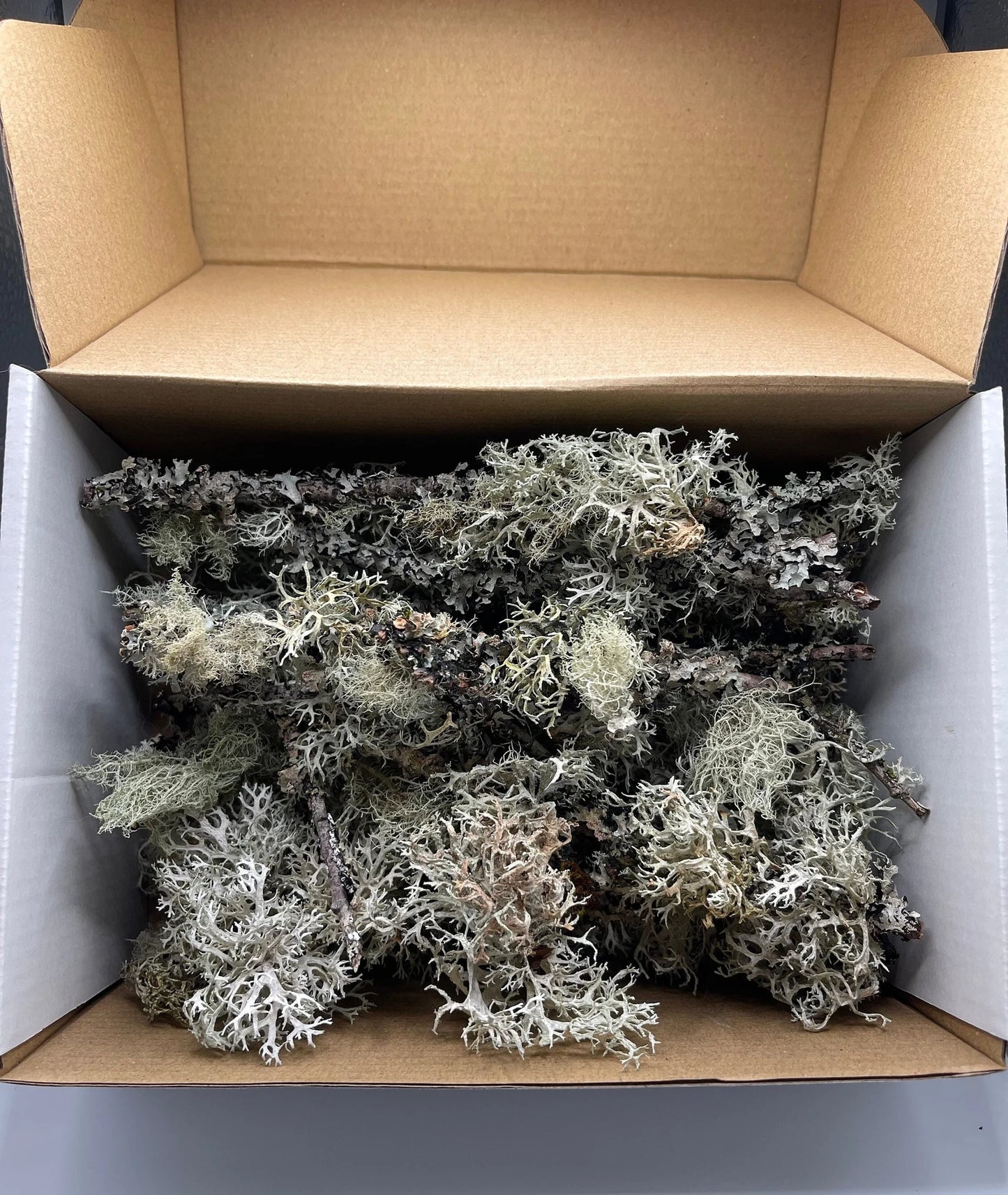 9x6 Box Full of Dry Usnea Lichen