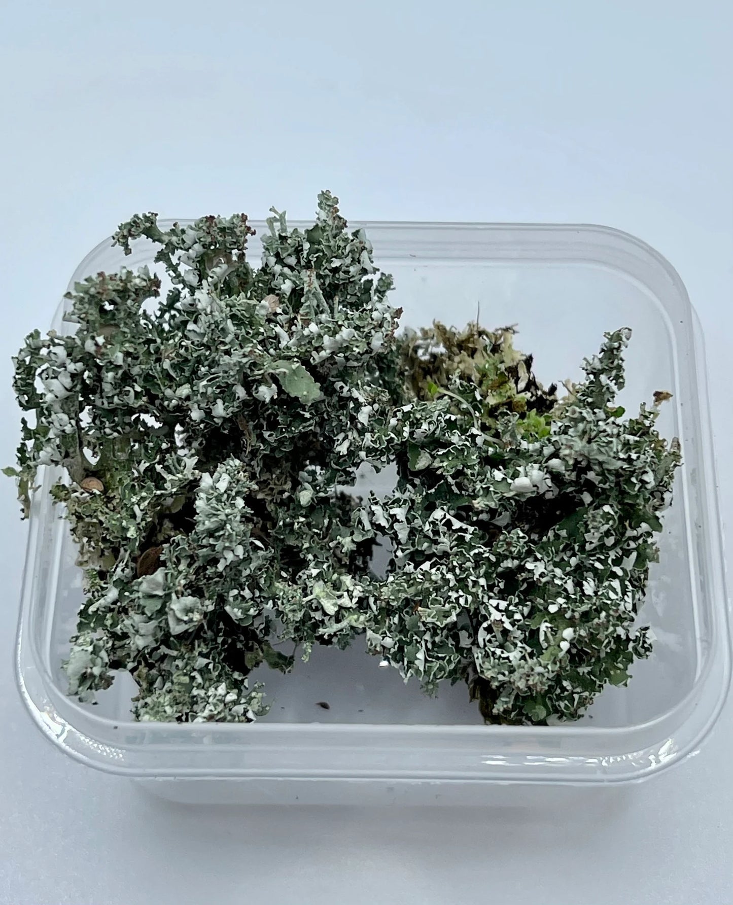 Foam Lichen "Easter Lichen" | Stereocaulon Paschale