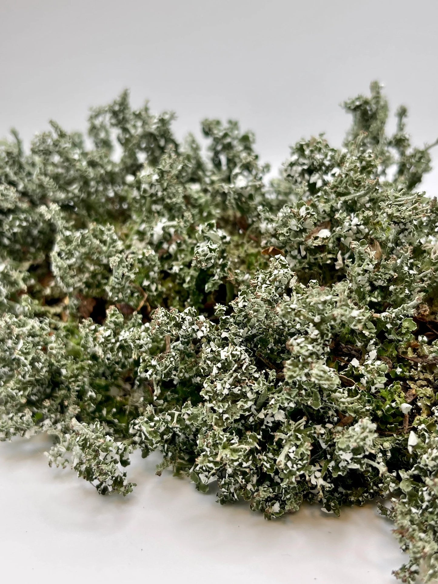 Foam Lichen "Easter Lichen" | Stereocaulon Paschale