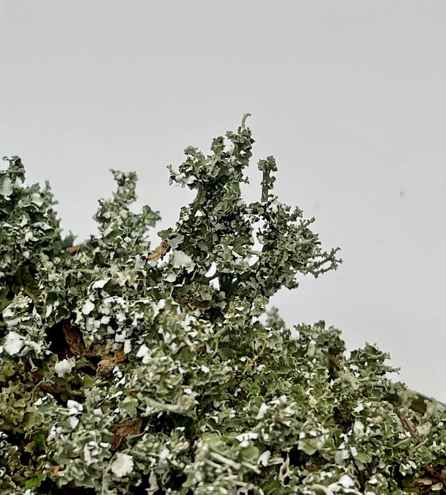 Foam Lichen "Easter Lichen" | Stereocaulon Paschale