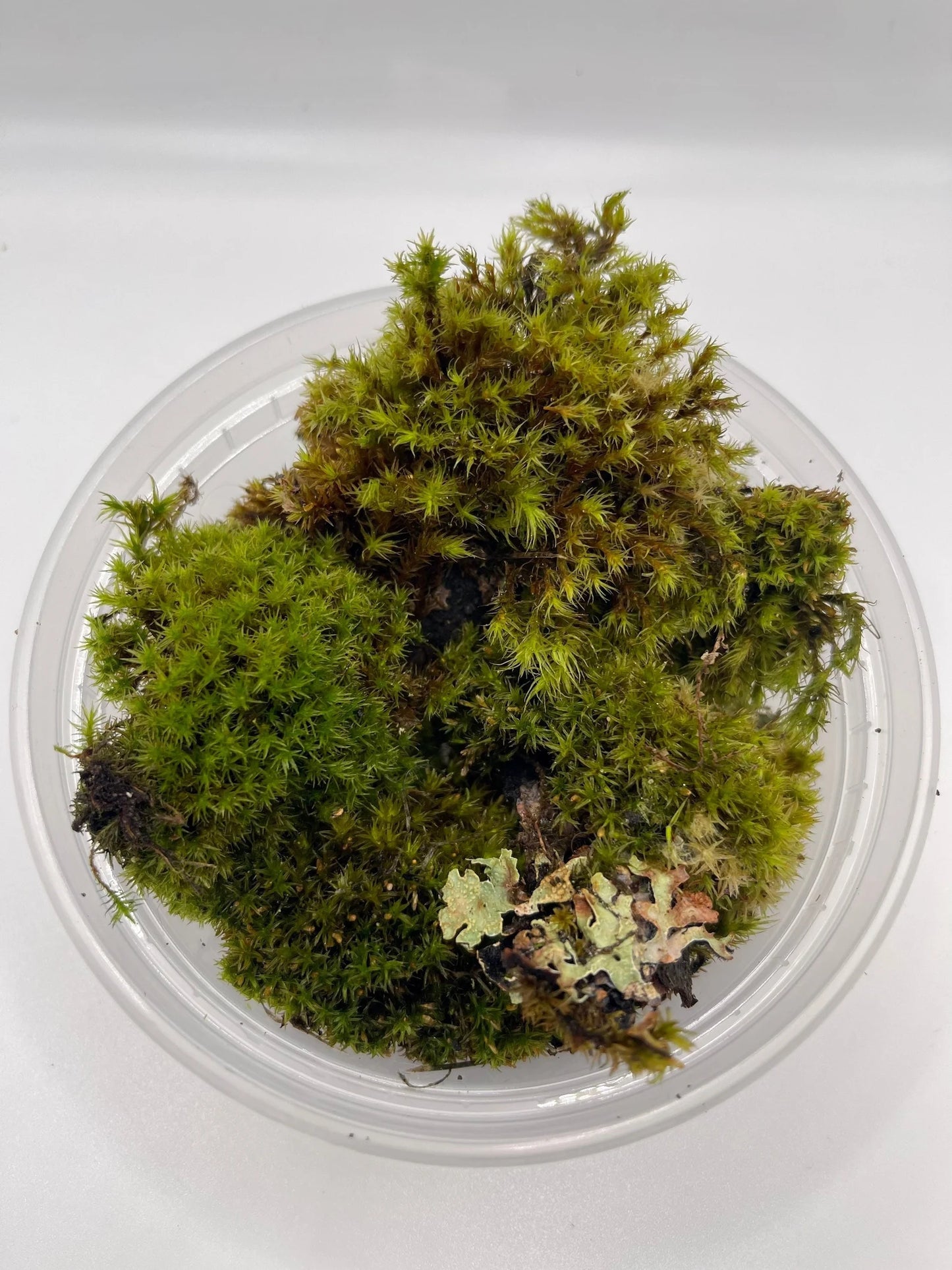 Lyell’s Bristle Moss