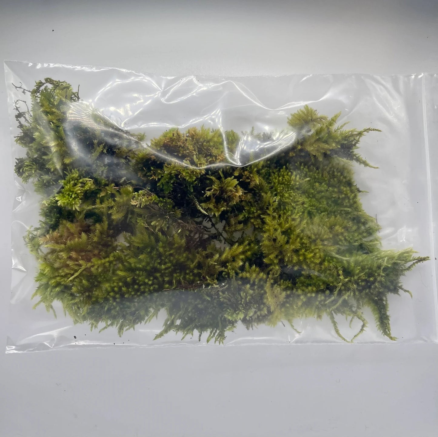 Climbing Moss | Homalothecium Nuttallii