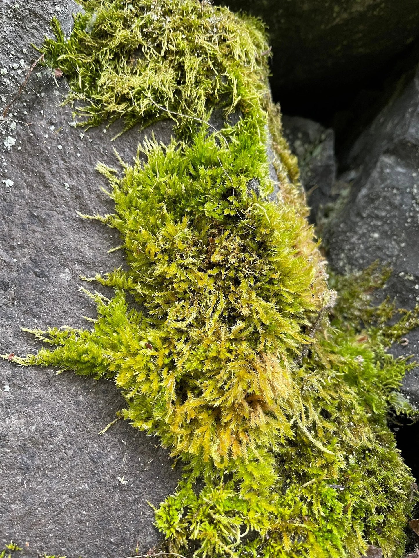 Climbing Moss | Homalothecium Nuttallii