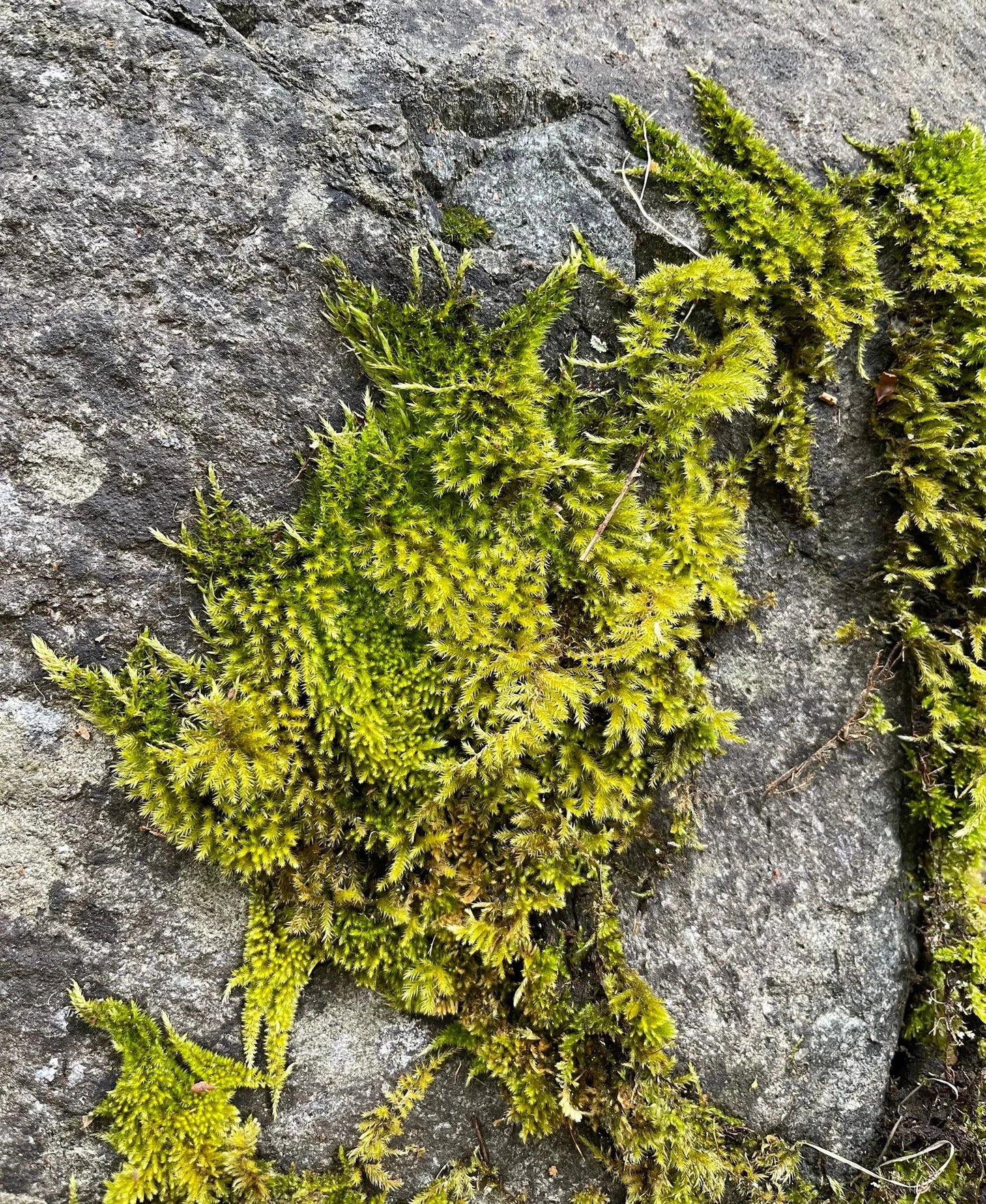 Climbing Moss | Homalothecium Nuttallii