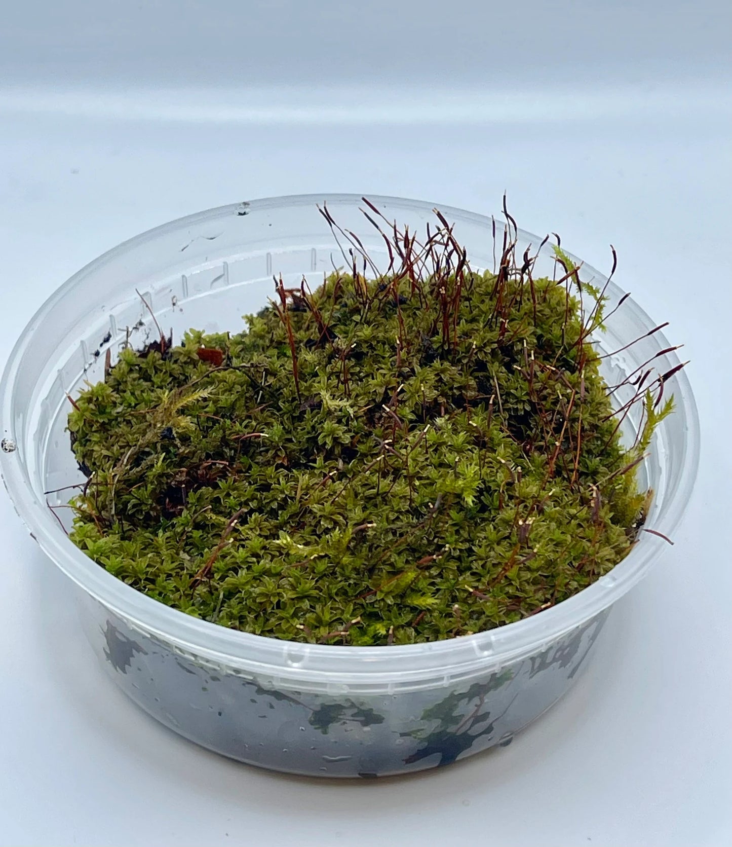 Star Moss Syntrichia Princeps