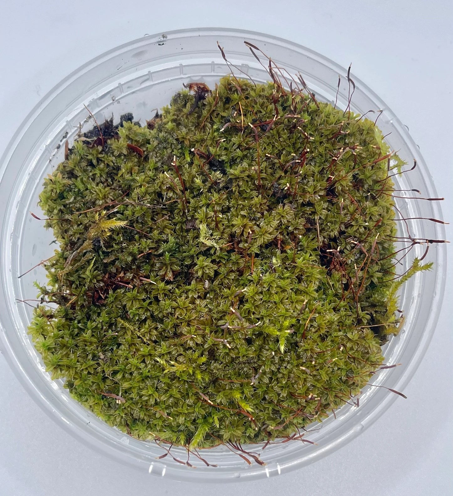 Star Moss Syntrichia Princeps