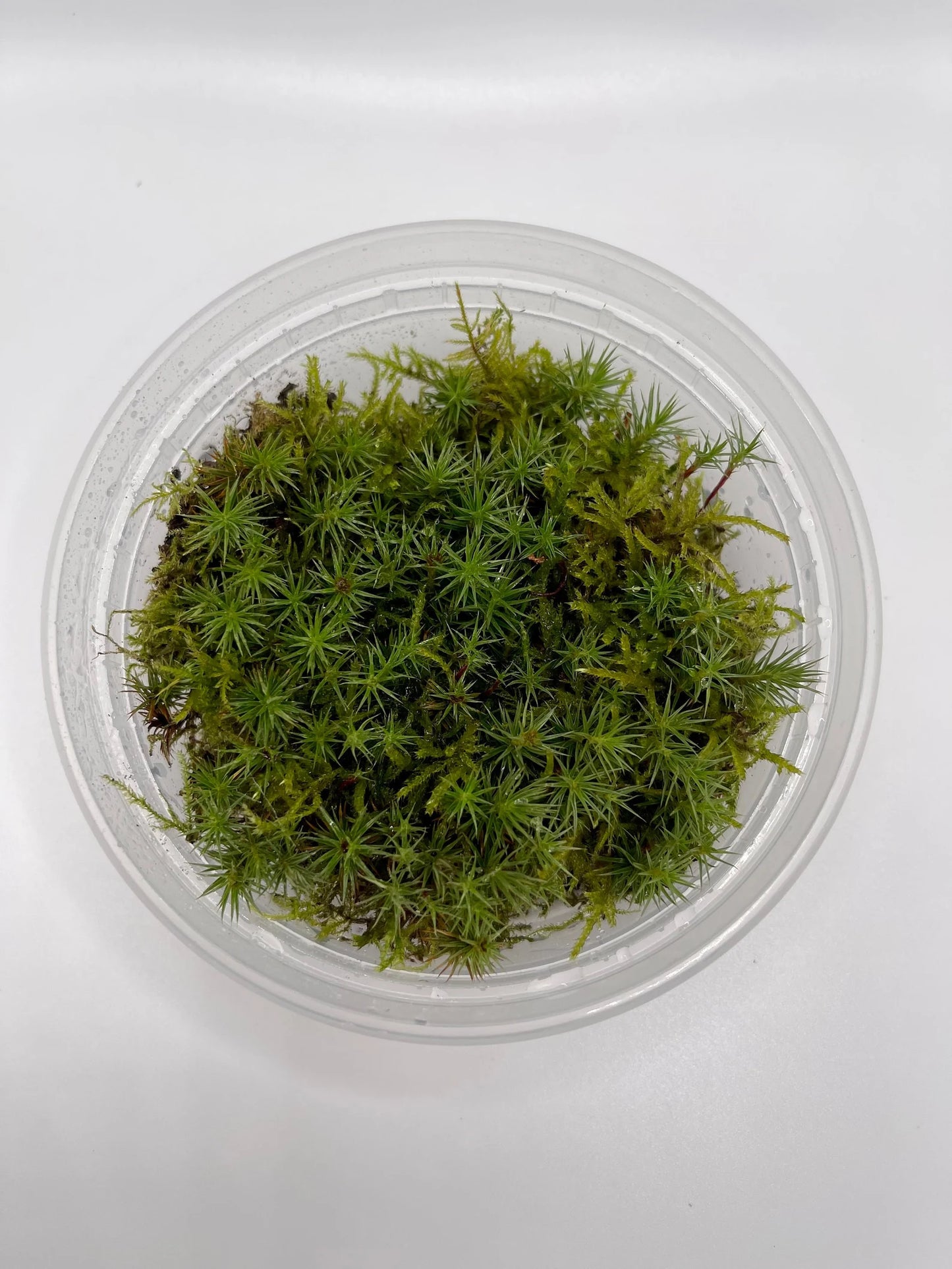 Juniper Haircap Moss | Polytrichum Juniperinum