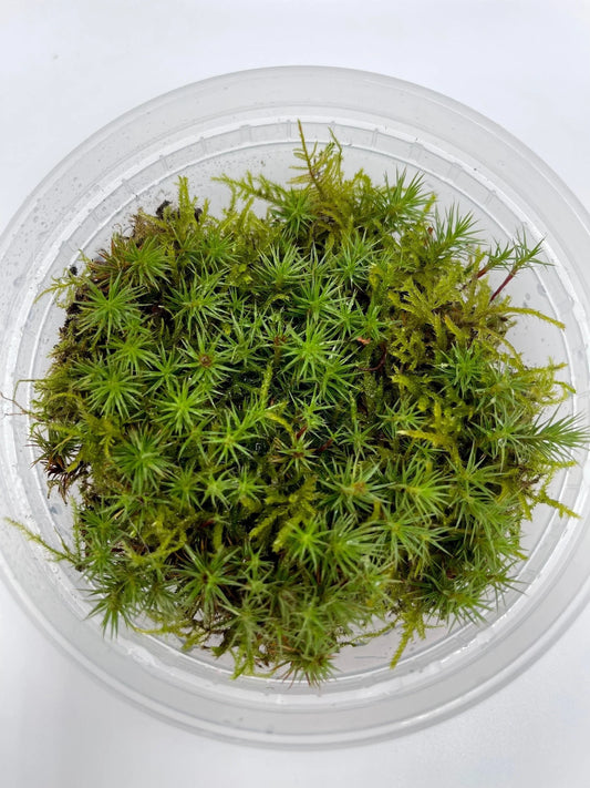 Juniper Haircap Moss | Polytrichum Juniperinum