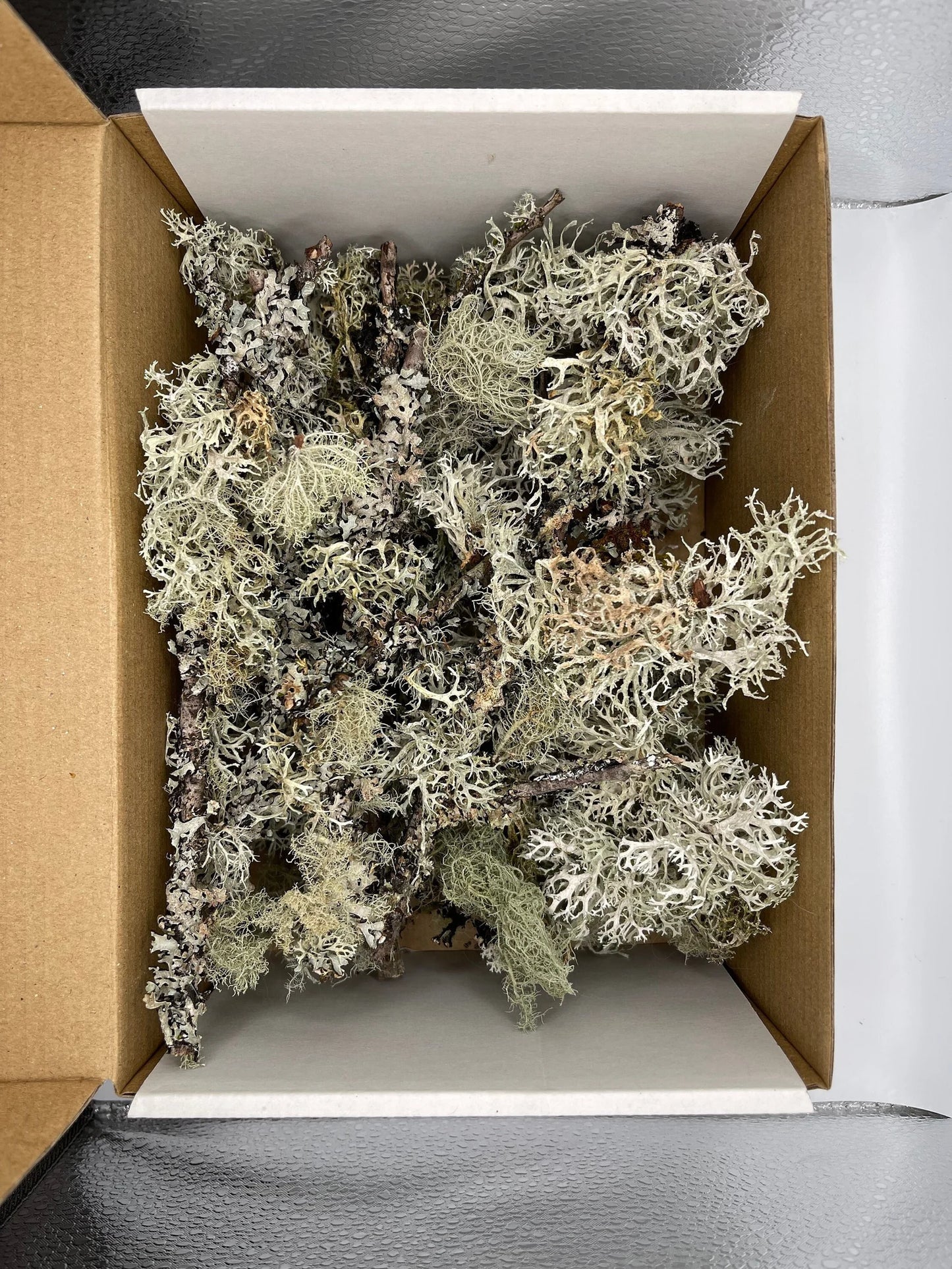 9x6 Box Full of Dry Usnea Lichen