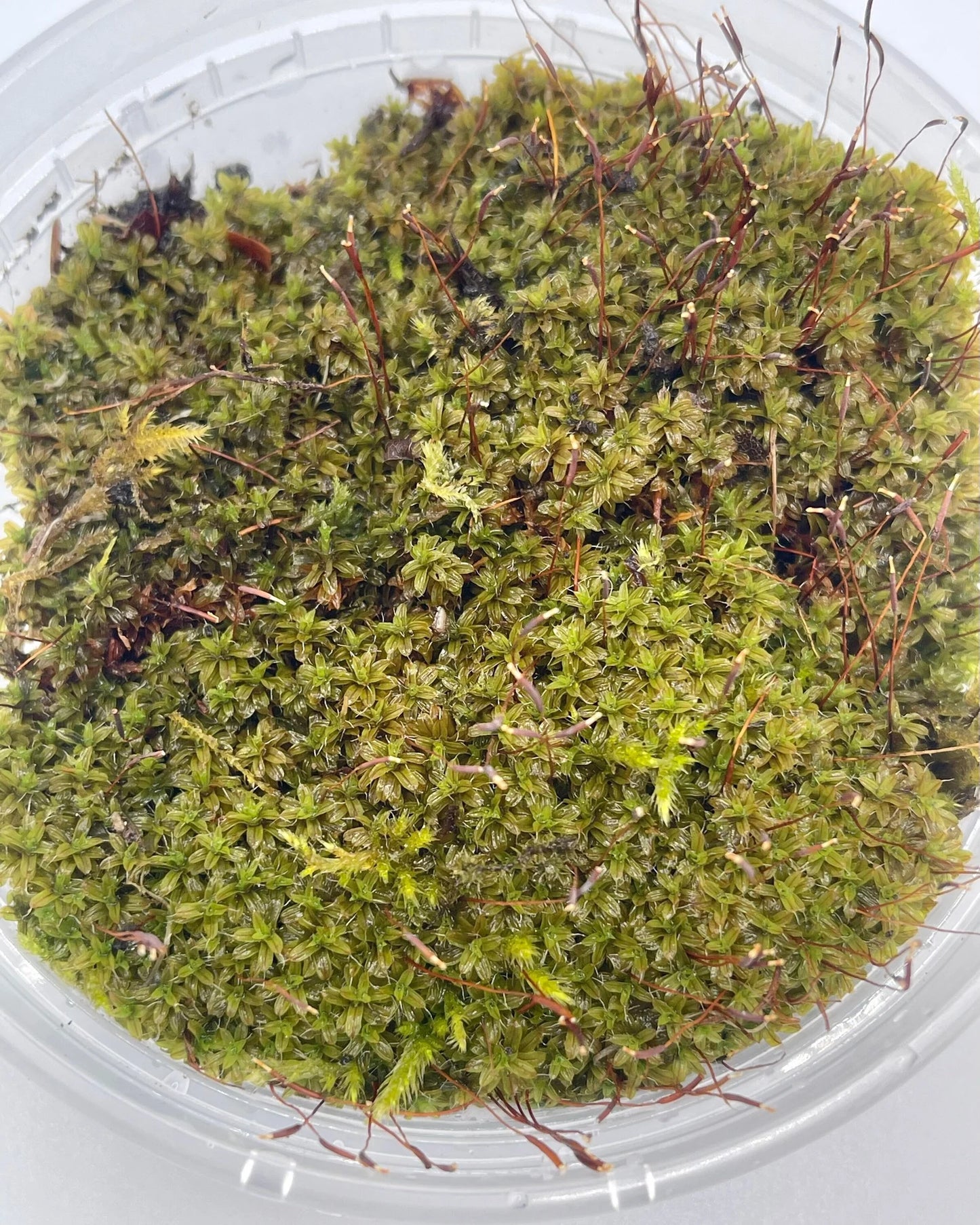 Star Moss Syntrichia Princeps