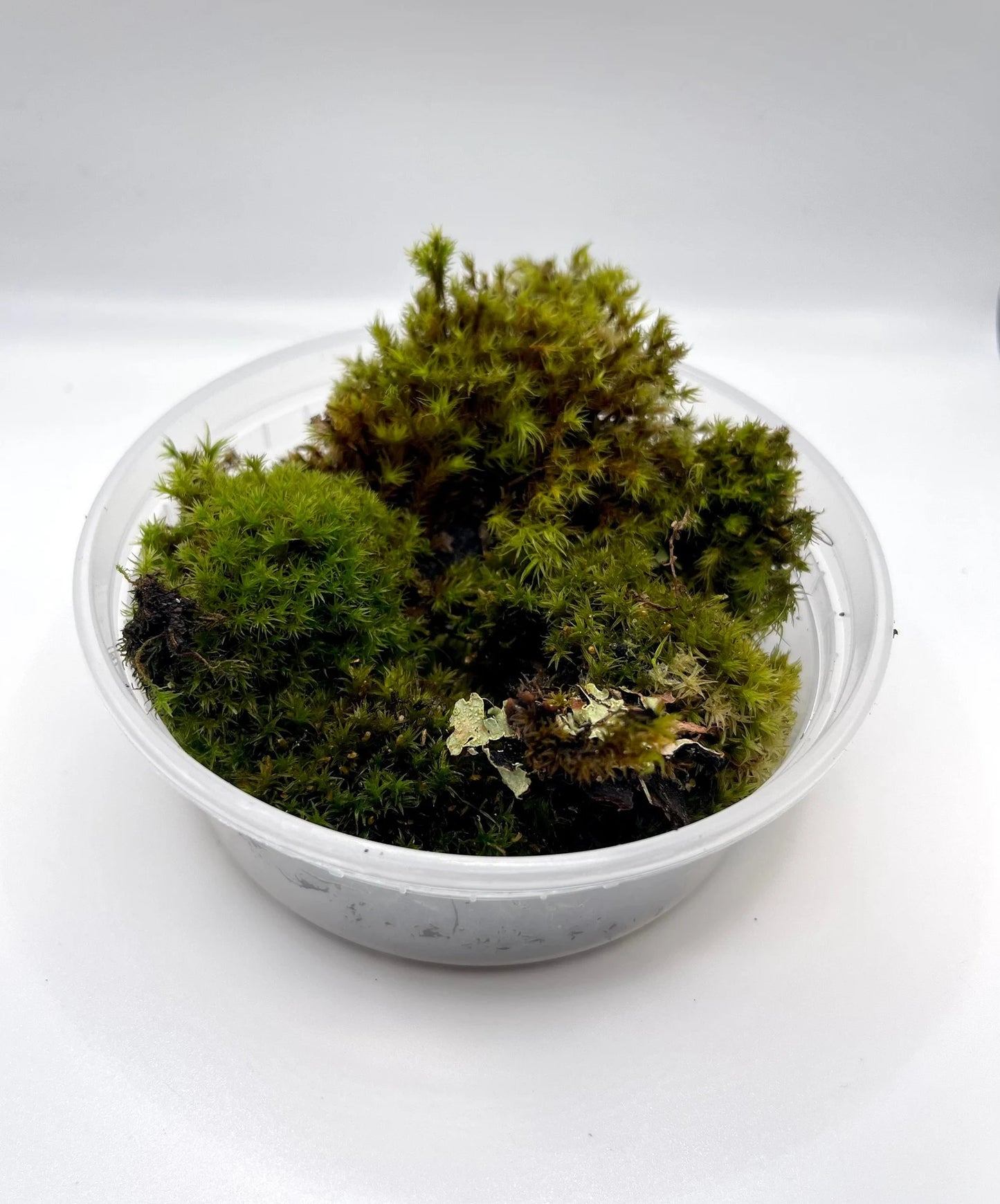 Lyell’s Bristle Moss