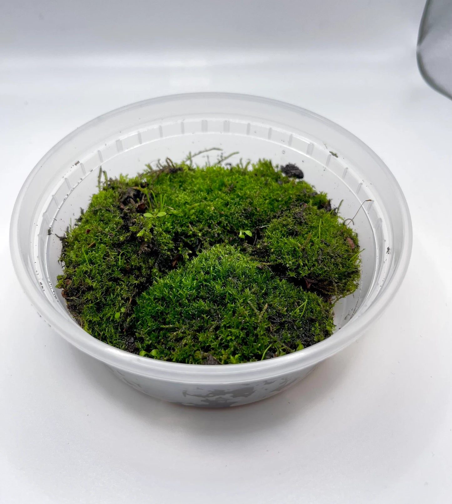 Moss Lawn Turf Moss | Acrocarpous Moss