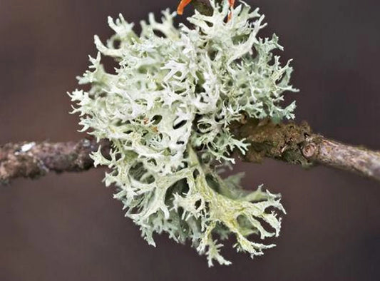 Fresh Oakmoss Lichen | Evernia Prunastri | Not Dry