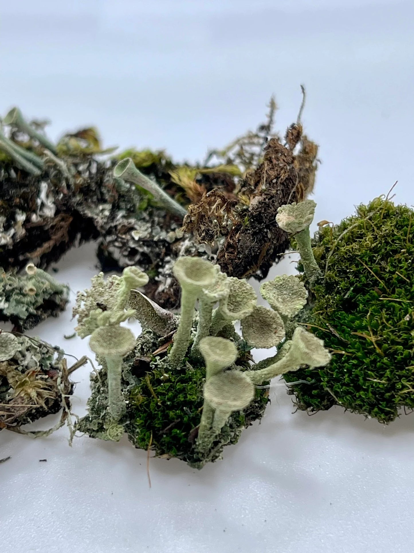 Pixie Cups Lichen