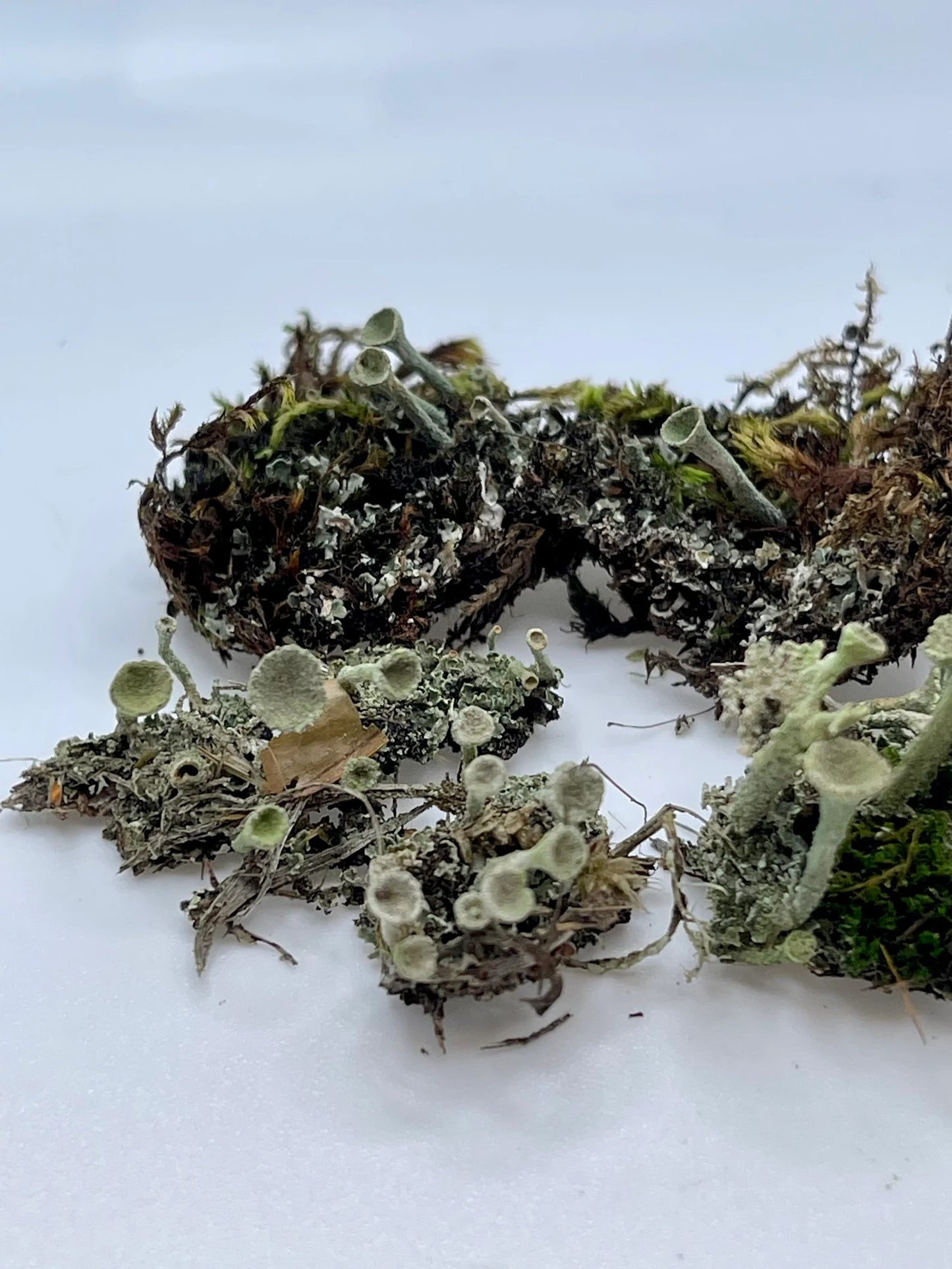 Pixie Cups Lichen