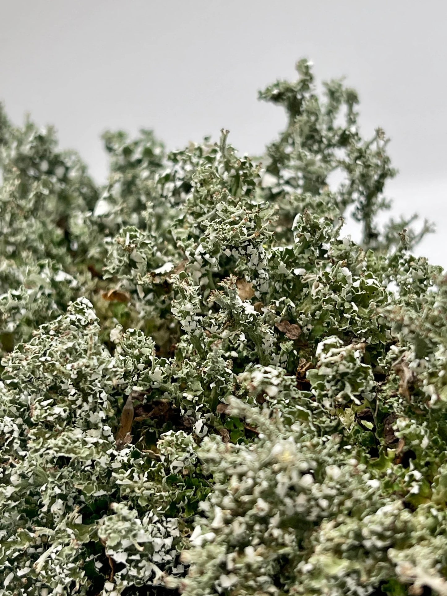 Foam Lichen "Easter Lichen" | Stereocaulon Paschale