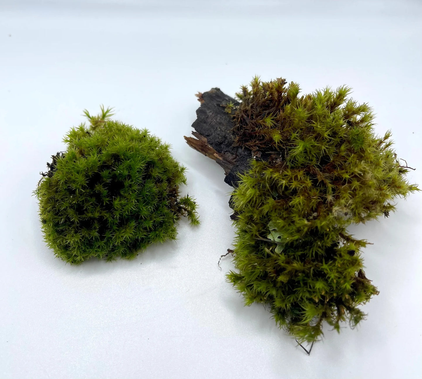 Lyell’s Bristle Moss