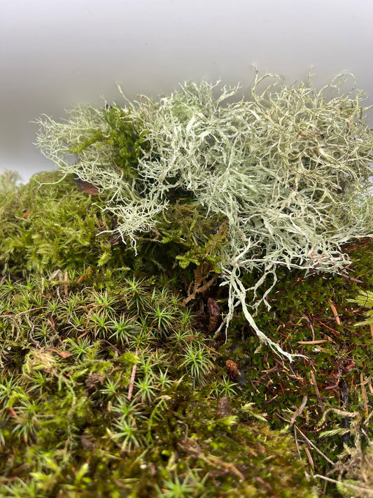 Jumbo 1 Gallon Live Moss Grab Bag | 5 Types of Moss | Topped Off with Lichen