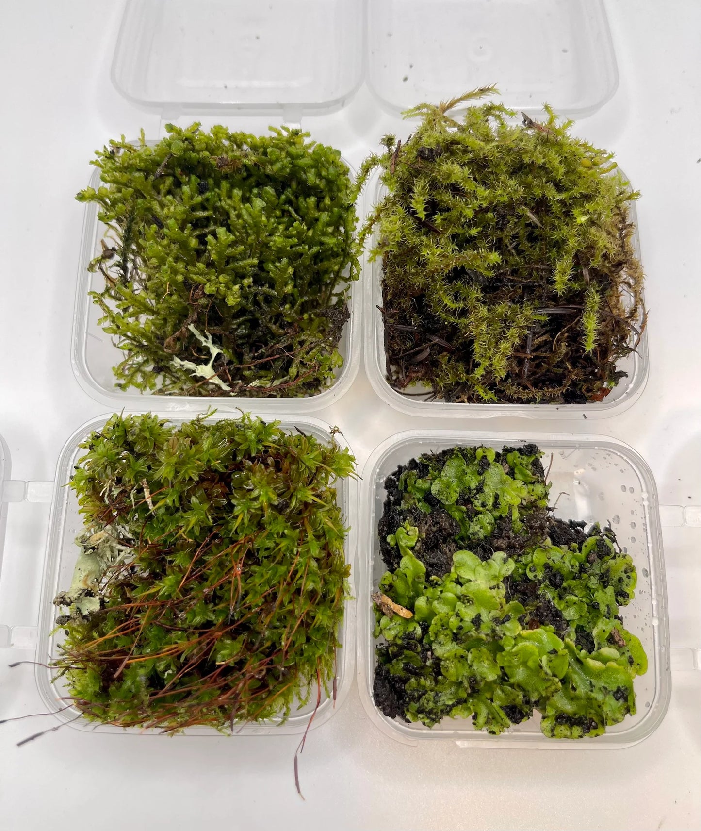 Liverwort/Moss Mini Sample