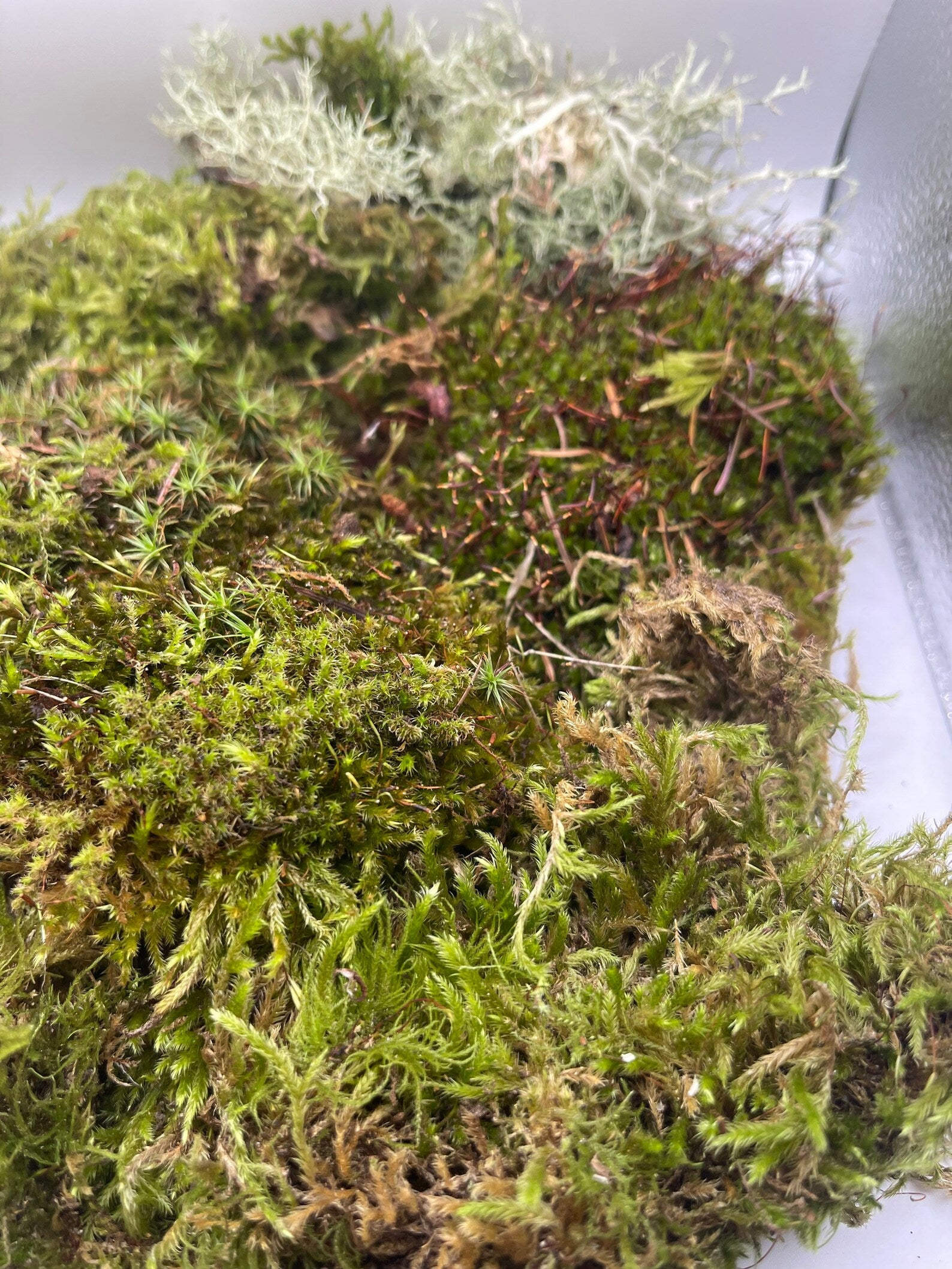 Jumbo 1 Gallon Live Moss Grab Bag | 5 Types of Moss | Topped Off with Lichen