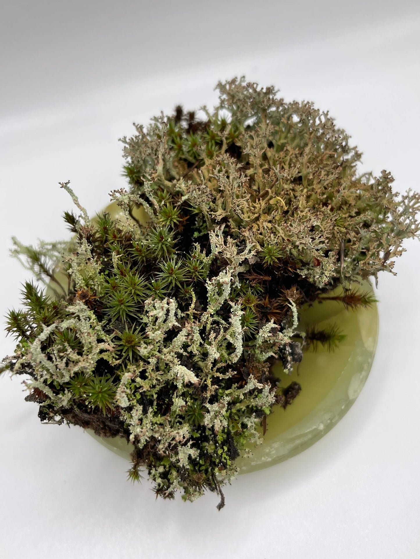 Live Lichen Cladonia Uncialis & Cladonia Cornuta