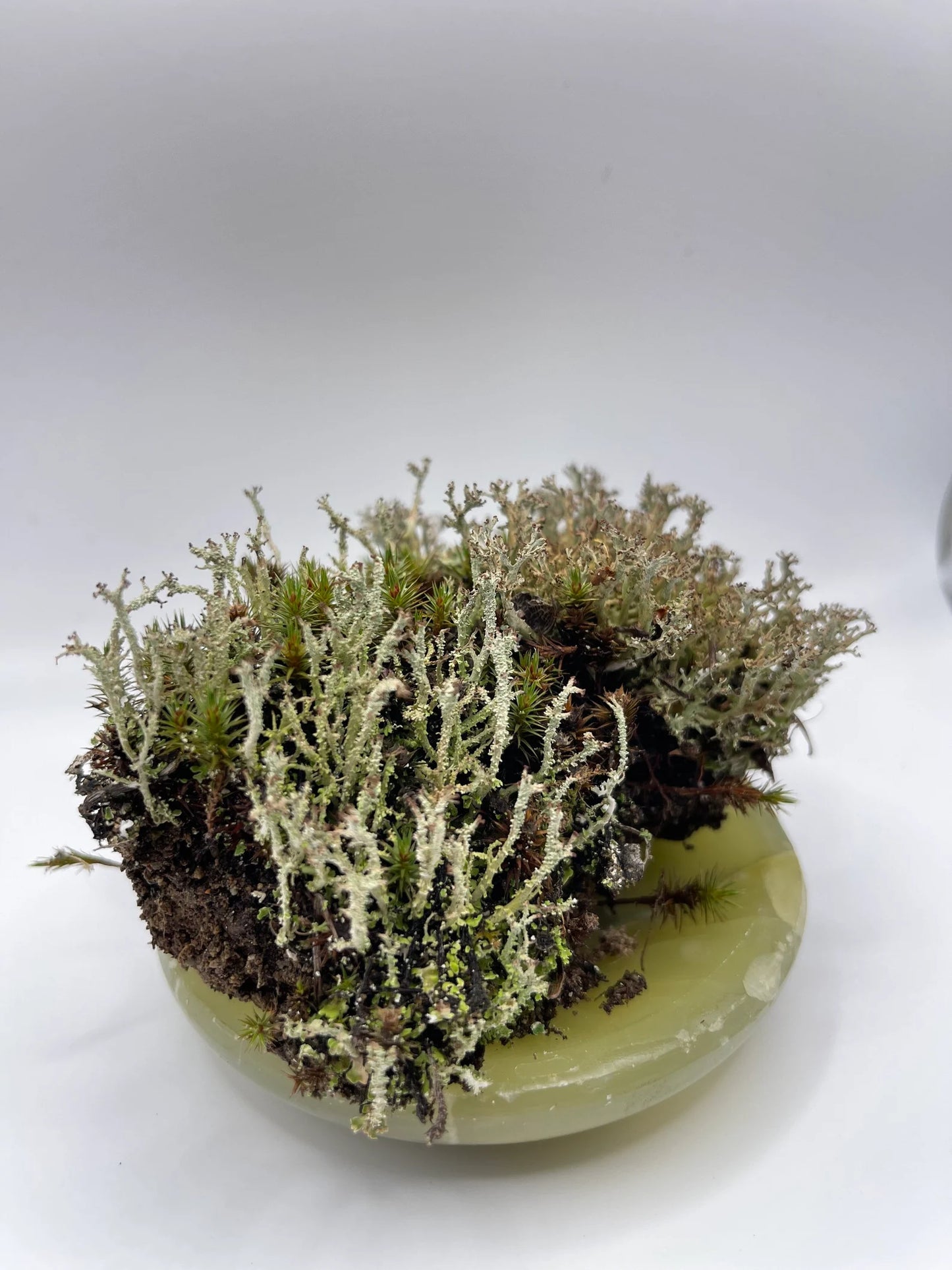 Live Lichen Cladonia Uncialis & Cladonia Cornuta