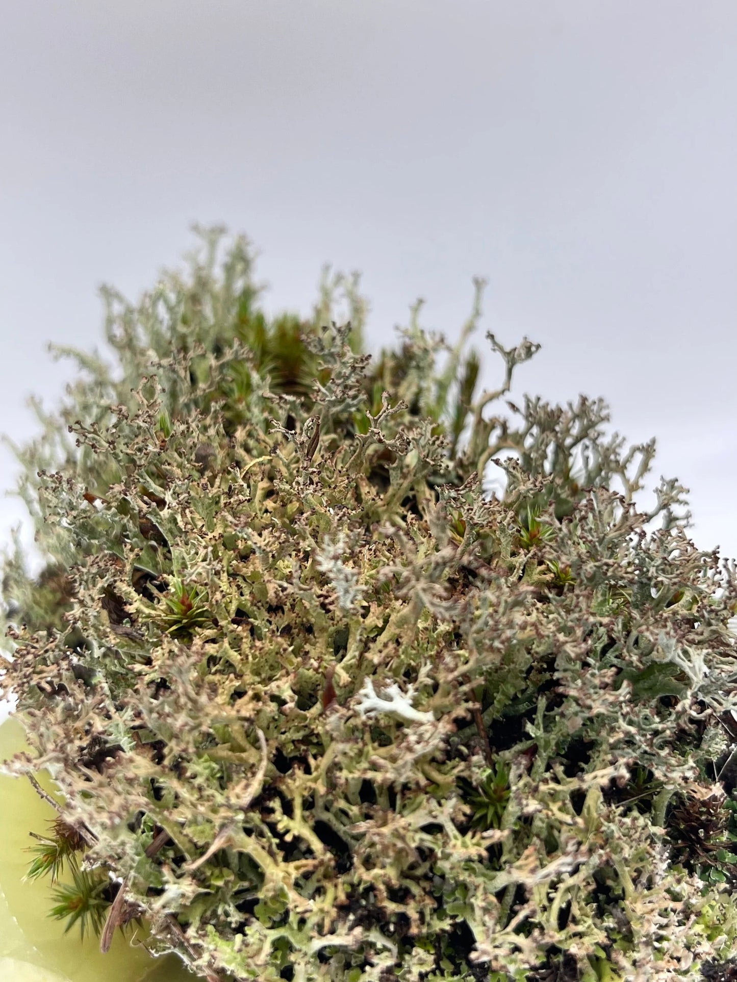 Live Lichen Cladonia Uncialis & Cladonia Cornuta