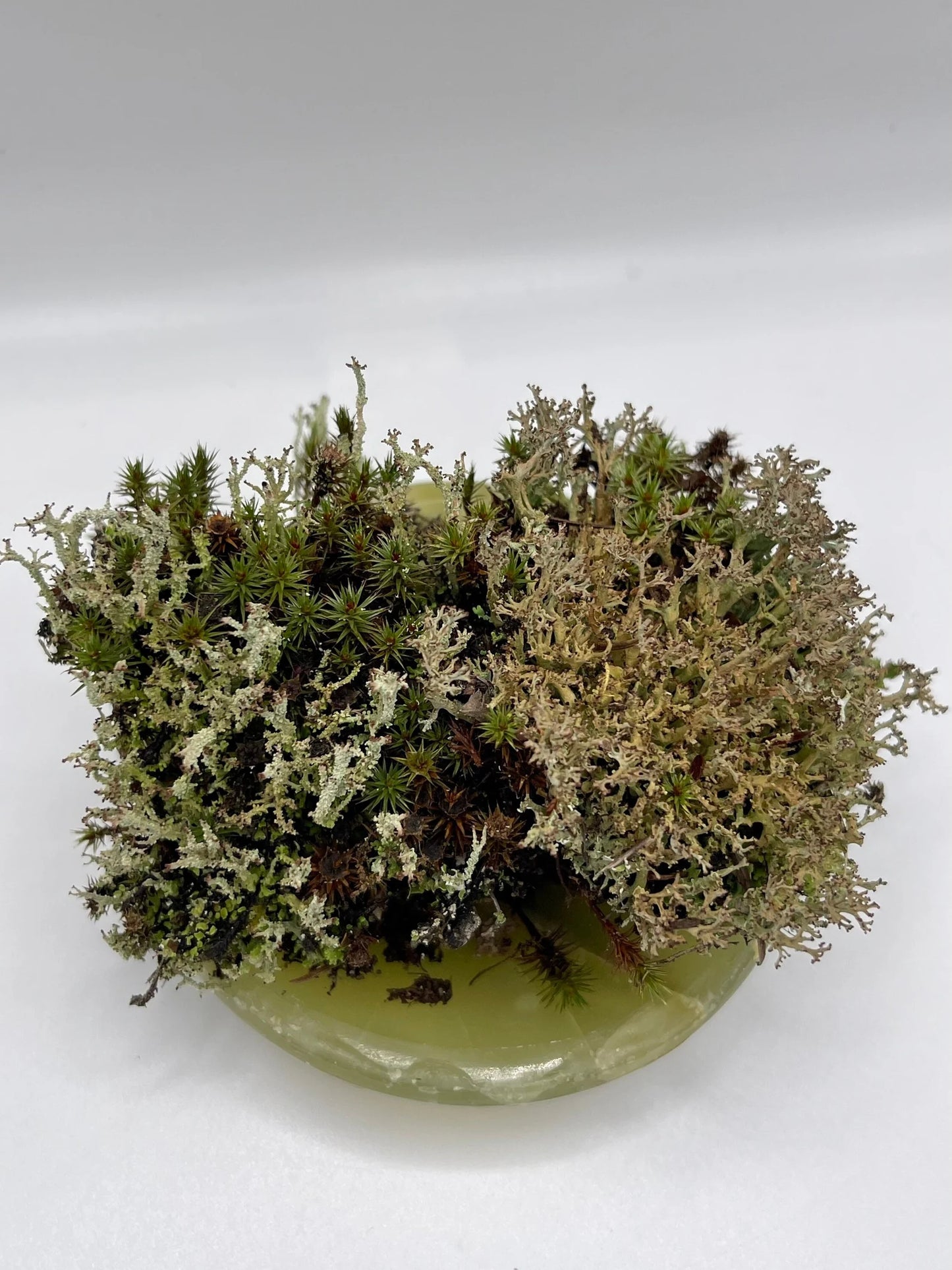 Live Lichen Cladonia Uncialis & Cladonia Cornuta