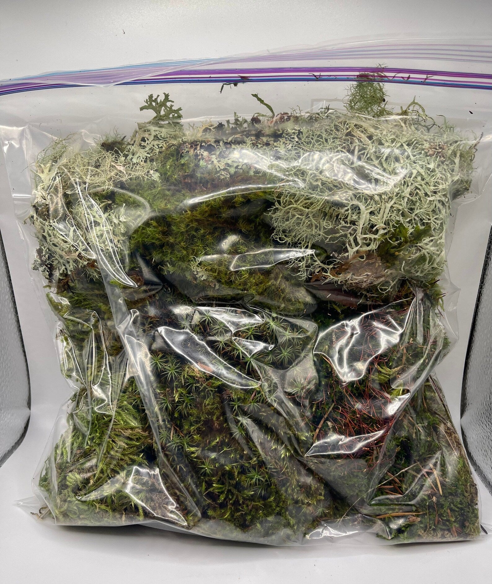 Extra Large Live Moss Grab Bag Fresh Green Healthy for Terrariums