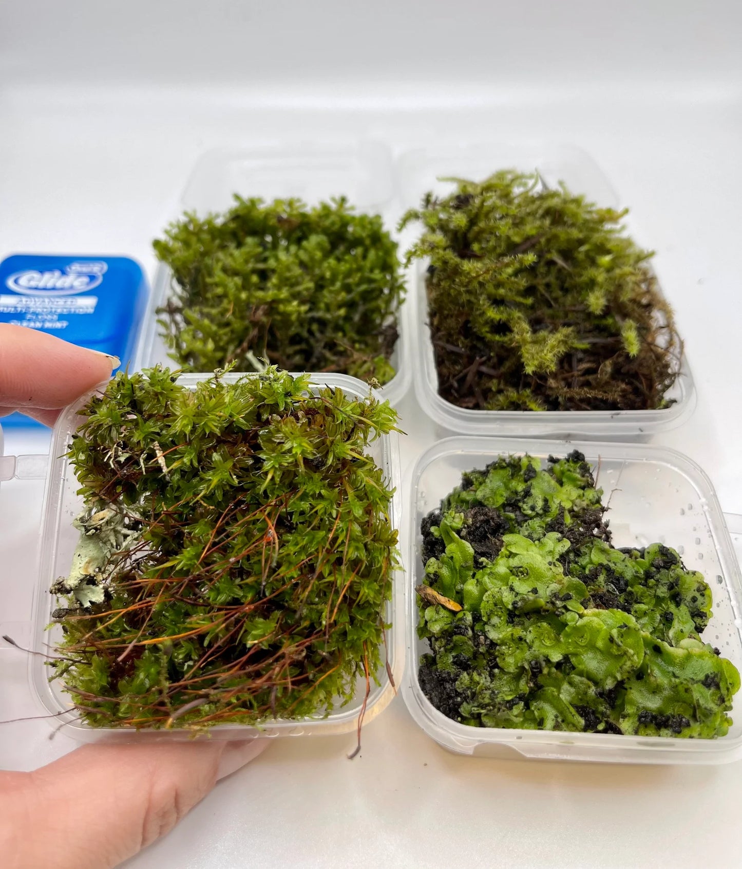 Liverwort/Moss Mini Sample