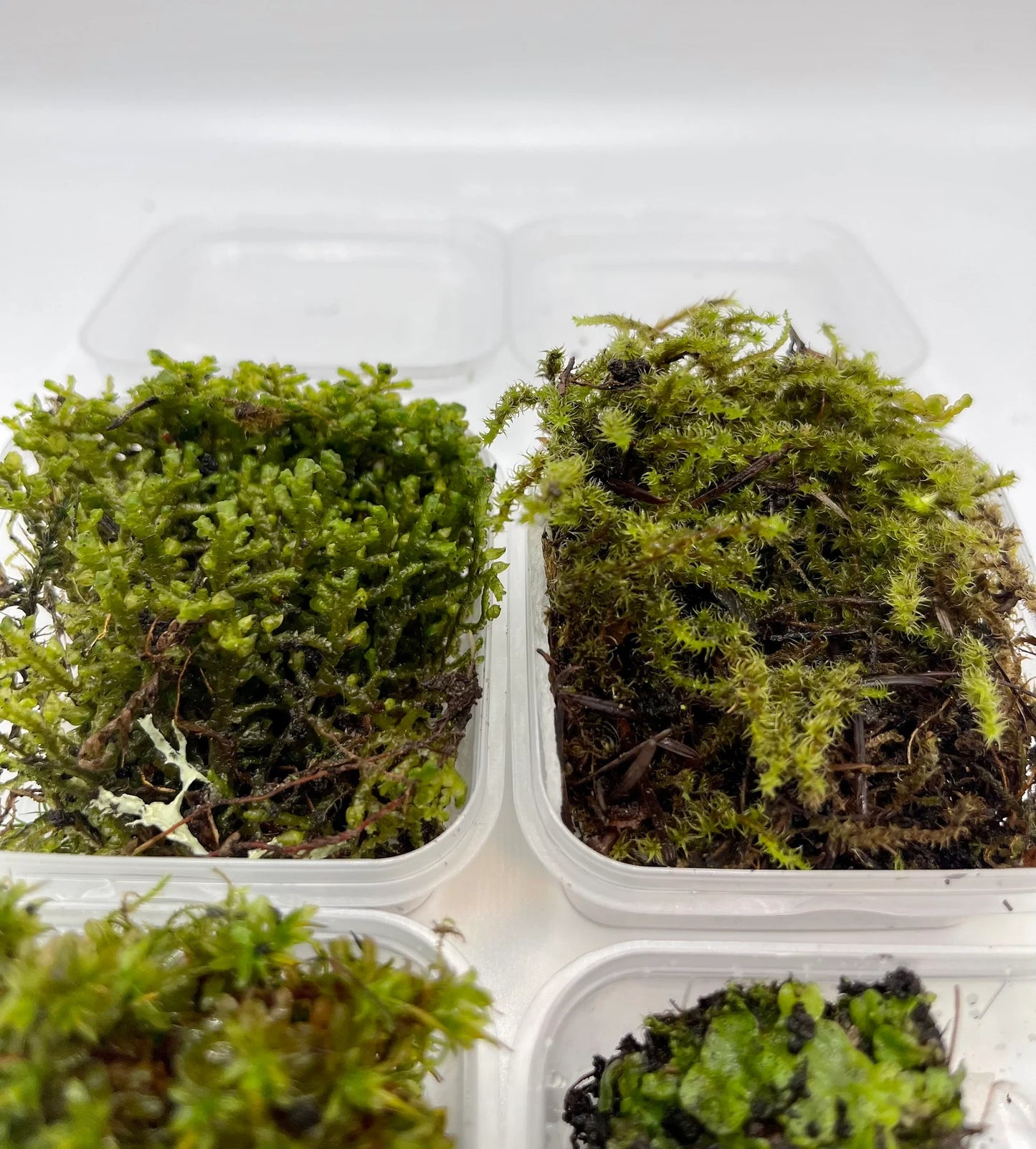 Liverwort/Moss Mini Sample