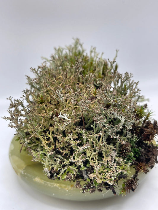 Live Lichen Cladonia Uncialis & Cladonia Cornuta