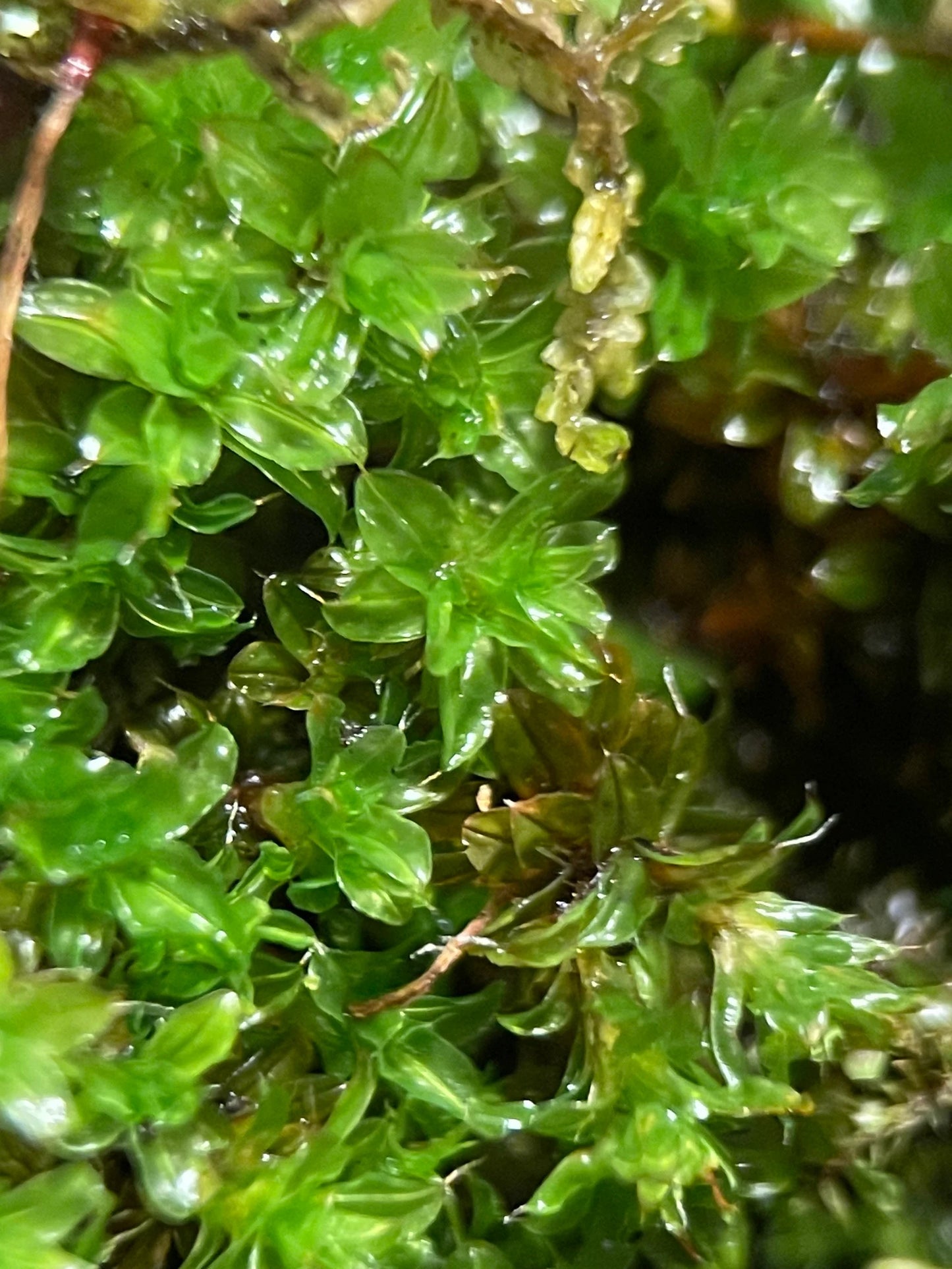 Star Moss Syntrichia Princeps