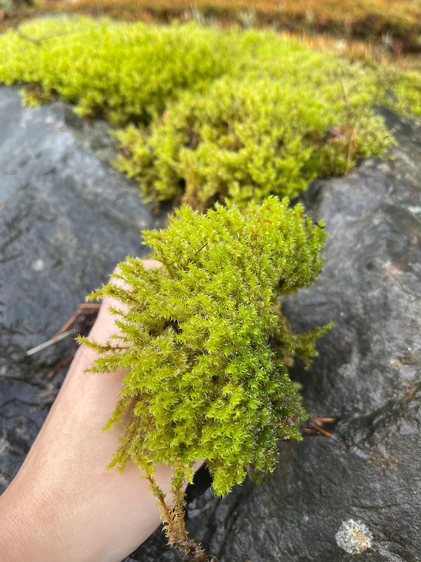 Electrified Cat-Tail Moss | Shaggy Moss | Rhytidiadelphus Triquetrus