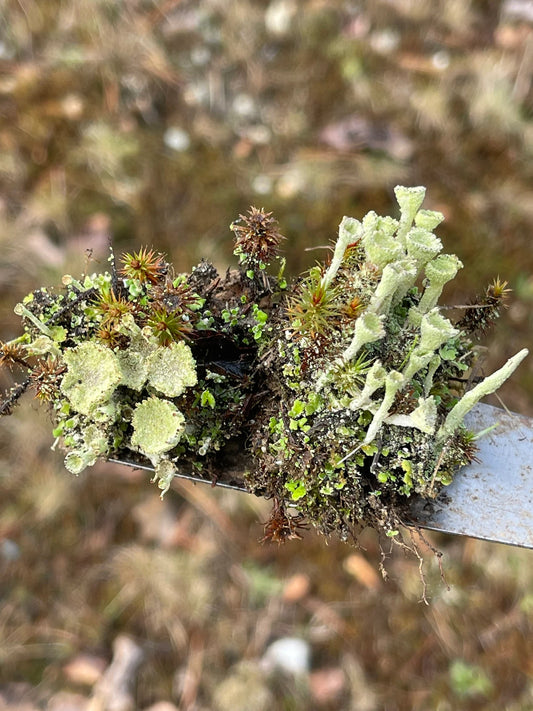 Pixie Cups Lichen