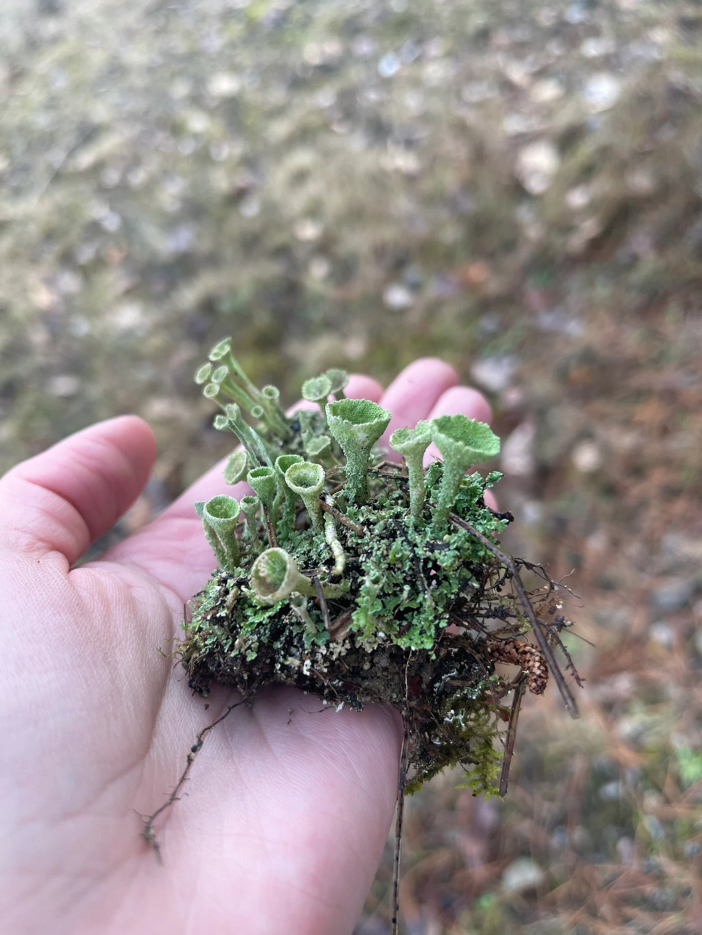 Pixie Cups Lichen