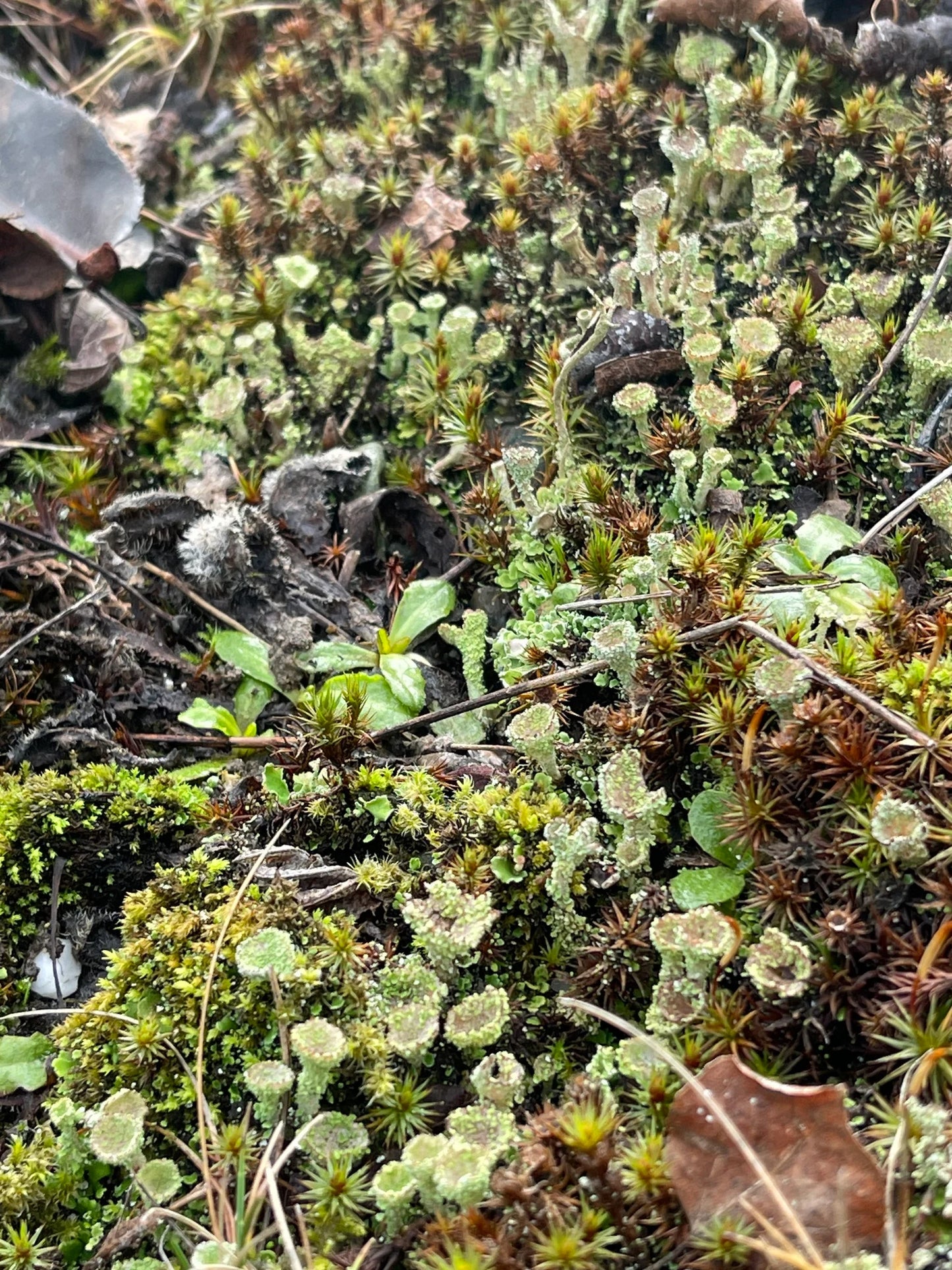 Pixie Cups Lichen