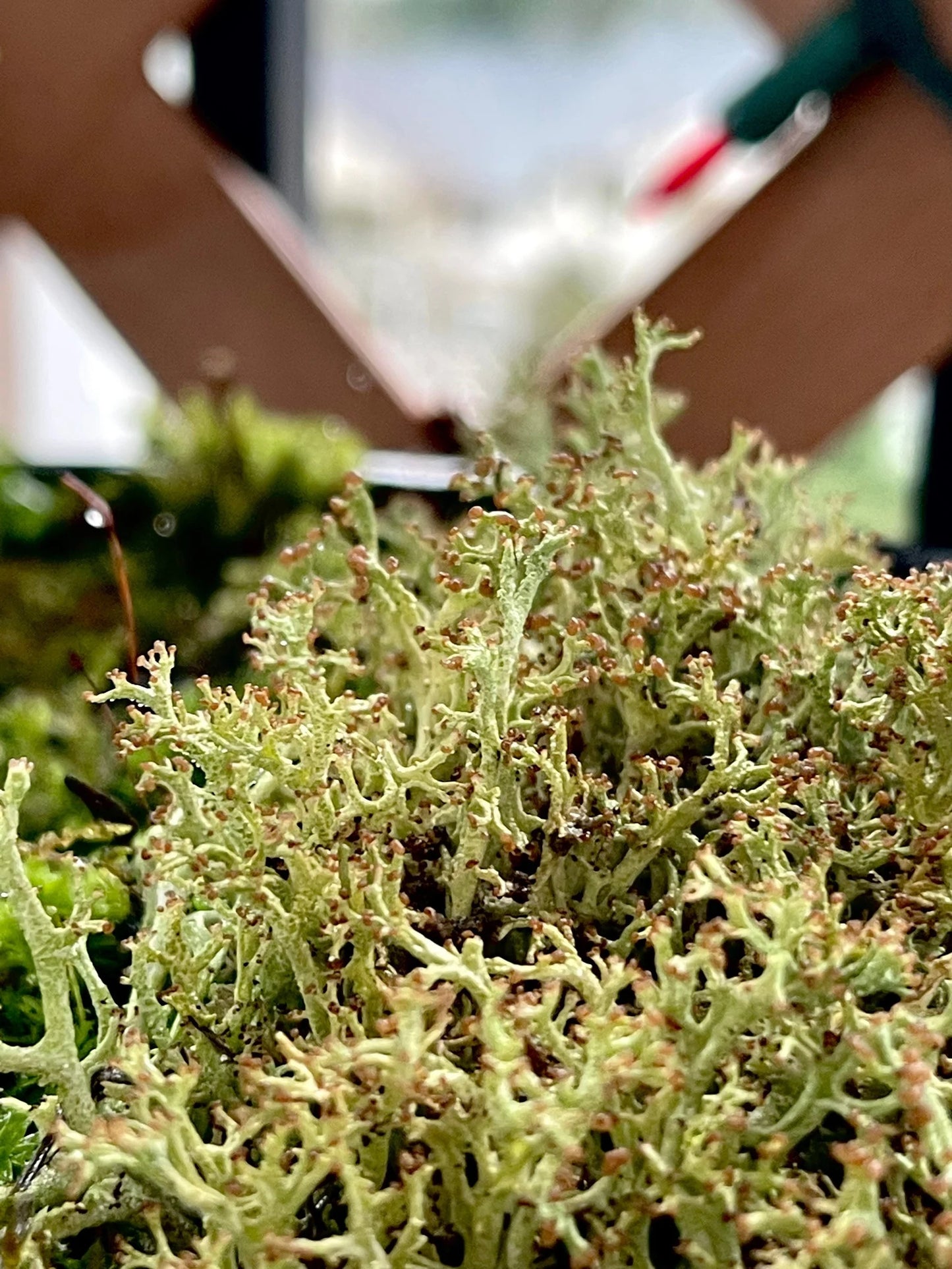 Live Lichen Cladonia Uncialis & Cladonia Cornuta