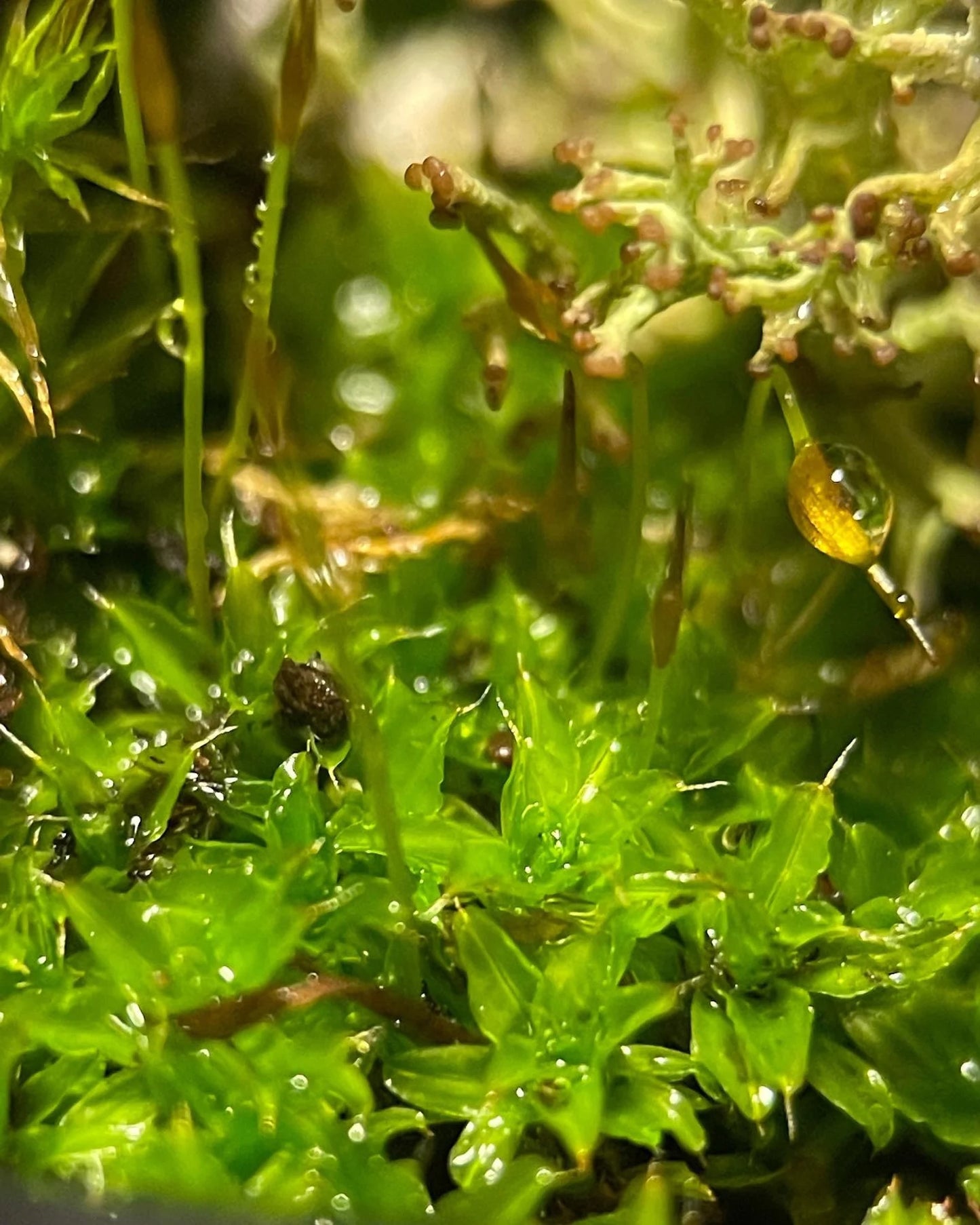 Star Moss Syntrichia Princeps