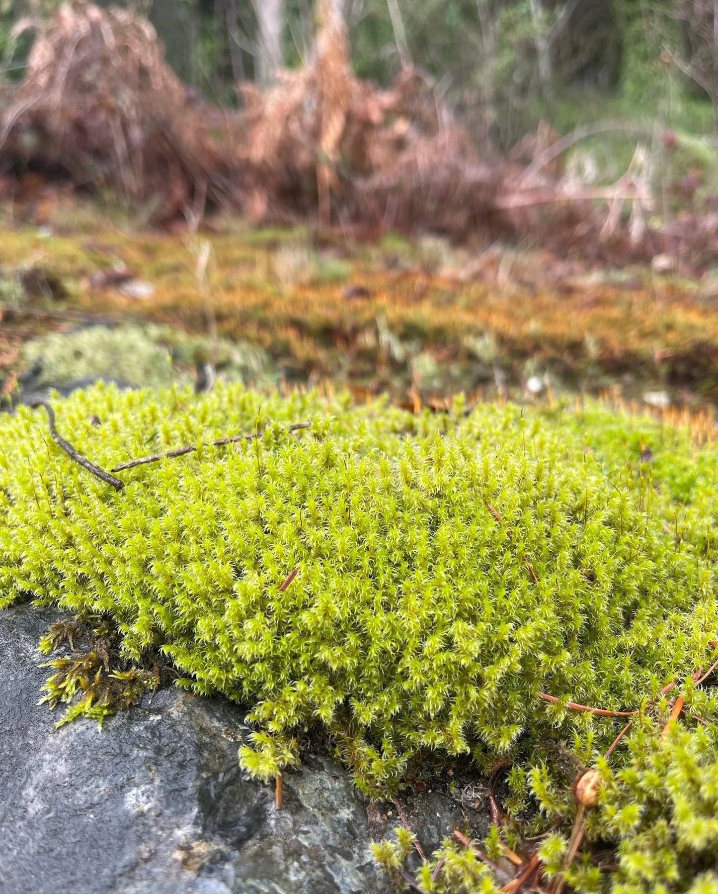 Electrified Cat-Tail Moss | Shaggy Moss | Rhytidiadelphus Triquetrus